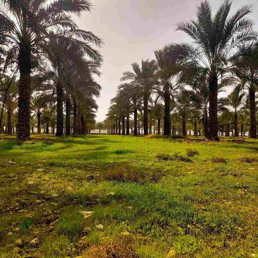 آهنگ جدید  تموم زندگیمی  درمون خستگیمی